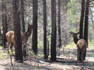 photo thumbnail #8
