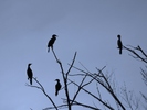 photo thumbnail #12