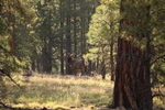 photo thumbnail #12