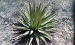 photo thumbnail #8