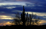 photo thumbnail #11