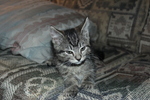 photo thumbnail #2