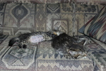 photo thumbnail #5