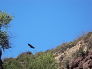2012-05-22 :2: Aravaipa Canyon :: Bradshaws