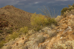 photo thumbnail #6