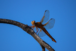photo thumbnail #11