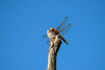photo thumbnail #13