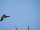 photo thumbnail #12
