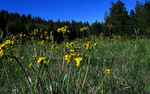photo thumbnail #12