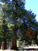 photo thumbnail #13