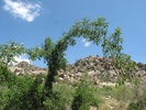photo thumbnail #8
