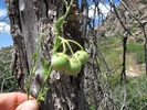 photo thumbnail #9