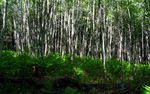 photo thumbnail #9