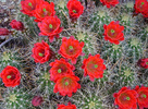 photo thumbnail #5
