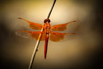 photo thumbnail #11