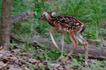 photo thumbnail #7