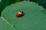 photo thumbnail #11