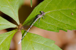 photo thumbnail #5