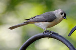 photo thumbnail #5