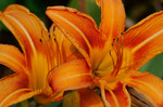 2012-05-25 :: Some Flora and Fauna of Missouri :: jochal