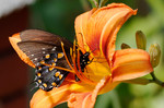 2012-05-25 :: Some Flora and Fauna of Missouri :: jochal