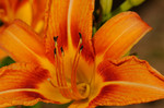 2012-05-25 :: Some Flora and Fauna of Missouri :: jochal