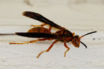 photo thumbnail #11
