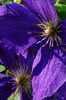 photo thumbnail #14