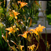 Featured Full Photo
