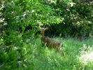 photo thumbnail #9