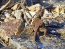 photo thumbnail #11