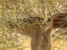 photo thumbnail #15