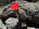 photo thumbnail #2