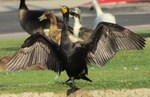 photo thumbnail #7