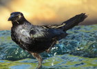 photo thumbnail #4