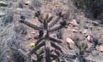 photo thumbnail #5