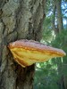 photo thumbnail #13