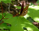 photo thumbnail #10