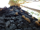 photo thumbnail #12