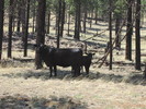 photo thumbnail #8