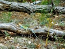photo thumbnail #1