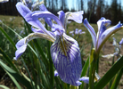photo thumbnail #12
