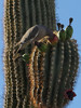 photo thumbnail #2