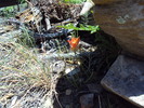 photo thumbnail #15