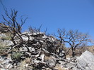 photo thumbnail #7