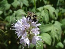 photo thumbnail #12