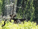 photo thumbnail #15