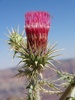 photo thumbnail #14