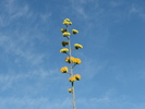 2012-06-16 :1: Black Mesa Loop - Superstition Mtns :: CannondaleKid