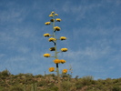 2012-06-16 :1: Black Mesa Loop - Superstition Mtns :: CannondaleKid